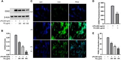 The Anti-Neuroinflammatory Effect of Fuzi and Ganjiang Extraction on LPS-Induced BV2 Microglia and Its Intervention Function on Depression-Like Behavior of Cancer-Related Fatigue Model Mice